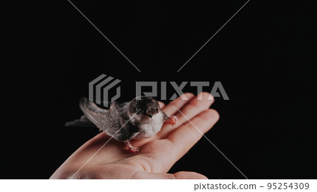 Portrait of barn swallow - hirundo rustica in female hands. Little tamed bird chick spreads wings Portrait of barn swallow - hirundo rustica in female hands. Little tamed bird chick spreads wings 95254309