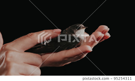 Portrait of barn swallow - hirundo rustica in female hands. Little tamed bird chick spreads wings 95254311