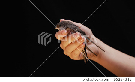 Portrait of barn swallow - hirundo rustica in female hands. Little tamed bird chick spreads wings 95254313