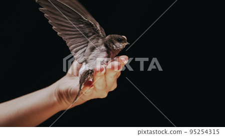 Little barn swallow flies out of womens hands. Hirundo rustica chick spreads wings, teaching to fly 95254315
