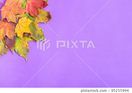 Heap of colorful maple leaves of yellow, orange, red and green on violet background, horizontal, top Heap of colorful maple leaves of yellow, orange, red and green on violet background, horizontal, top 95255994