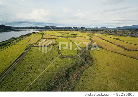 Golden field where rice is ripening 95256803