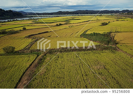 水稻成熟的金色田野 95256808