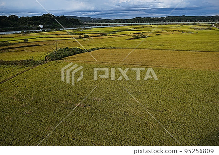 水稻成熟的金色田野 95256809