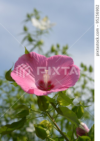 Titan Bicalus 95256902