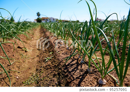 view of the field with rows of green onions 95257091
