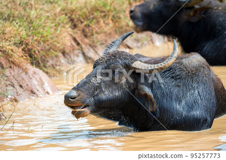 Asian water buffalo or Bubbalus bubbalis in mud 95257773