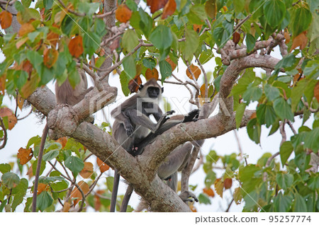 Gray langur or Semnopithecus priam thersites sits on tree Gray langur or Semnopithecus priam thersites sits on tree 95257774