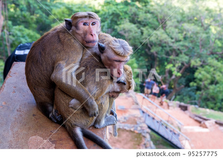 Group of Sri-Lankan toque macaque or Macaca sinica in wild Group of Sri-Lankan toque macaque or Macaca sinica in wild 95257775