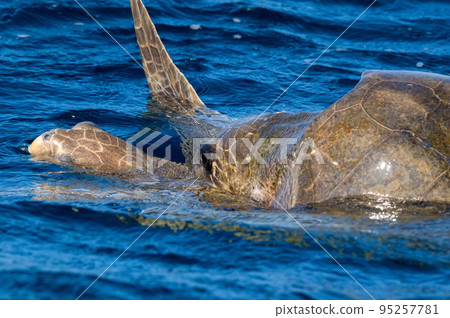 Olive ridley sea turtles or Lepidochelys olivacea performs mating ritual Olive ridley sea turtles or Lepidochelys olivacea performs mating ritual 95257781