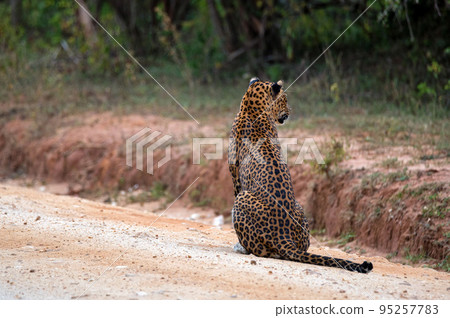 Leopard or Panthera pardus kotya walks on road Leopard or Panthera pardus kotya walks on road 95257783