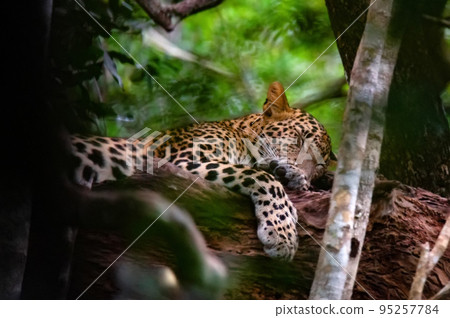 Leopard or Panthera pardus kotya rest on a tree Leopard or Panthera pardus kotya rest on a tree 95257784