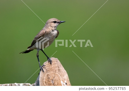Isabelline Wheatear or Oenanthe isabellina in wild 95257785