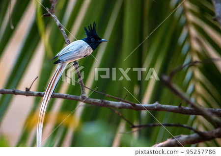 Indian paradise flycatcher or Terpsiphone paradisi perches on a branch 95257786