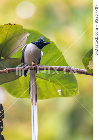 Indian paradise flycatcher or Terpsiphone paradisi perches on a branch 95257787