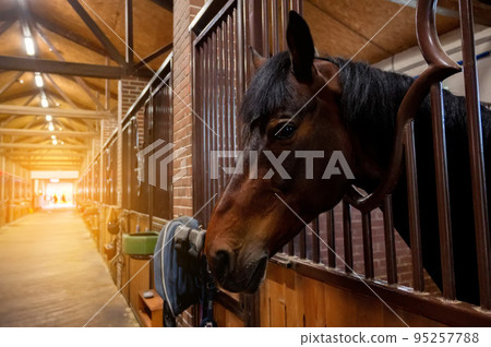 Beautiful horse portrait in warm light in stable Beautiful horse portrait in warm light in stable 95257788
