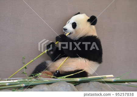 Yuihin美味地吃著竹子 95257838