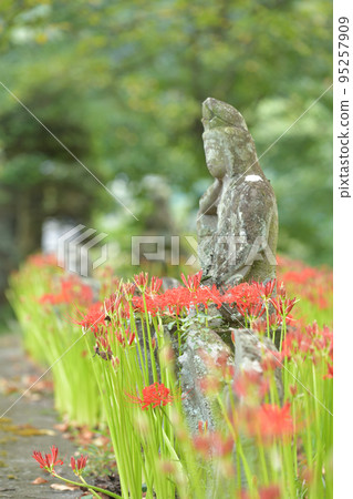 Flowering Higanbana and Mossy Stone Buddha at Yamadera, Hakushu Town, Hokuto City Flowering Higanbana and Mossy Stone Buddha at Yamadera, Hakushu Town, Hokuto City 95257909