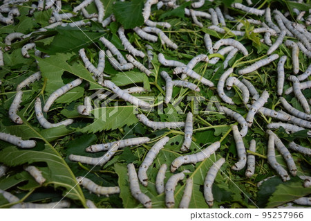 Kaiko桑葉絲綢農場 Kaiko桑葉絲綢農場 95257966