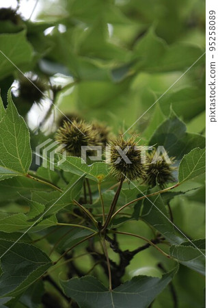 2022年7月・台灣甜食水果 2022年7月・台灣甜食水果 95258089