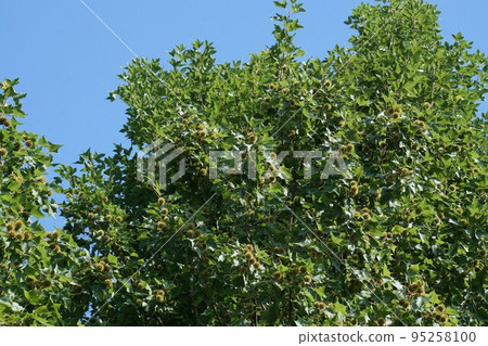 2022年7月・台灣甜食水果 95258100