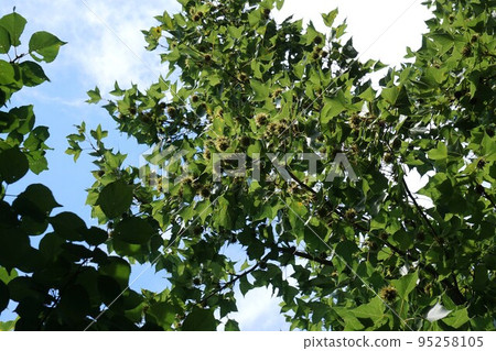 2022年7月・台灣甜食水果 95258105