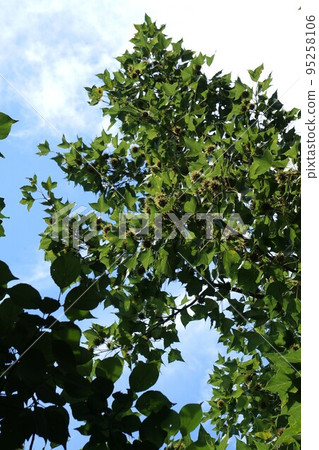 2022年7月・台灣甜食水果 95258106