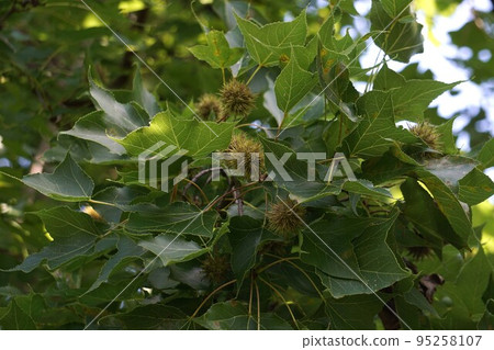 July 2022・Taiwan sweet tooth fruit July 2022・Taiwan sweet tooth fruit 95258107