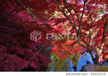 Autumn leaves of Hirosaki castle 95258114