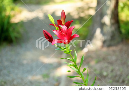 Lily flower 95258305