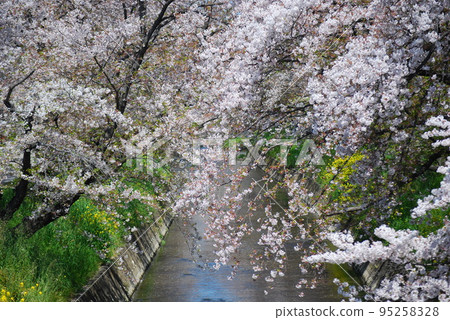 Scenery with cherry blossoms Scenery with cherry blossoms 95258328