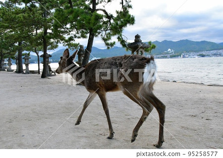 Miyajima, Hiroshima Prefecture 95258577