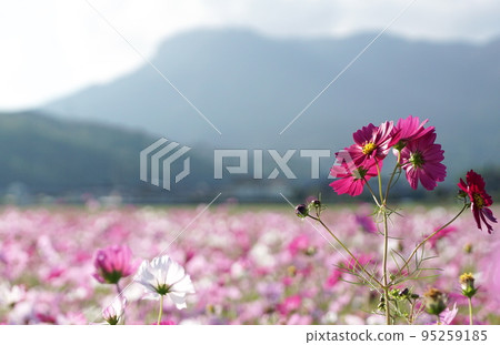 Sanko Cosmos Garden Sanko Cosmos Garden 95259185