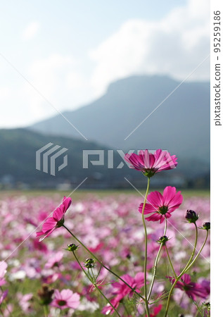 Sanko Cosmos Garden Sanko Cosmos Garden 95259186