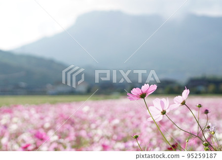 Sanko Cosmos Garden Sanko Cosmos Garden 95259187