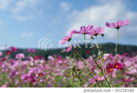 Sanko Cosmos Garden Sanko Cosmos Garden 95259188