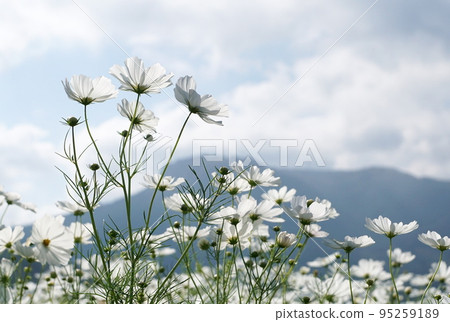Sanko Cosmos Garden Sanko Cosmos Garden 95259189