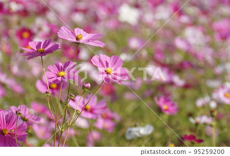 Sanko Cosmos Garden Sanko Cosmos Garden 95259200