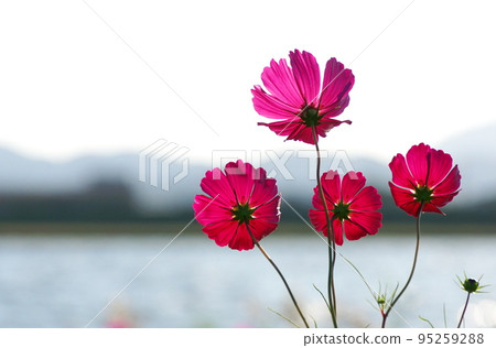 Cosmos on the Onga River 95259288