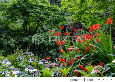 有夏天花、繡球花和水仙花的日本花園 有夏天花、繡球花和水仙花的日本花園 95259406