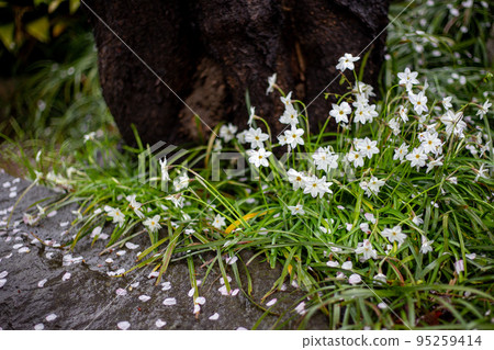 Hananira and cherry blossoms scattered by the rain 95259414