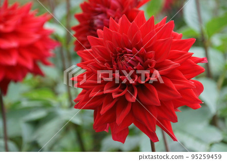Dahlia 95259459