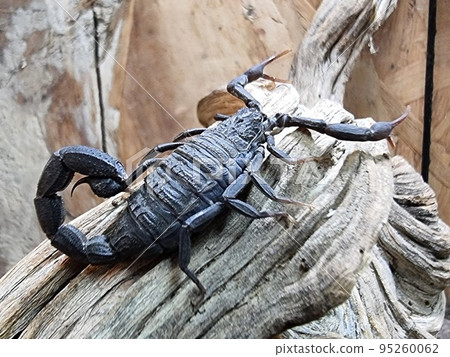 side view of scorpion with walking on desert sand side view of scorpion with walking on desert sand 95260062