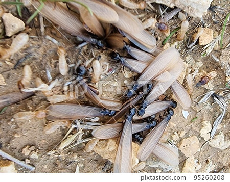 Close up of flying antslasius niger, male and female. Lifecycle of an insect.  95260208