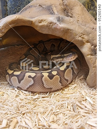 The royal python looks up close-up. Reptile in the terrarium. 95260340
