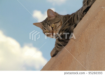 Gray Scottish Straight cat sleeping on the window. Portrait of a beautiful cat Gray Scottish Straight cat sleeping on the window. Portrait of a beautiful cat 95260393
