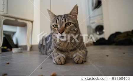 Gray Scottish Straight cat sleeping on the window. Portrait of a beautiful cat Gray Scottish Straight cat sleeping on the window. Portrait of a beautiful cat 95260403