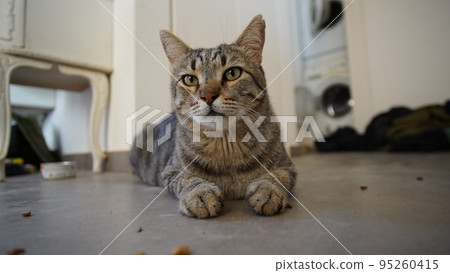 Gray Scottish Straight cat sleeping on the window. Portrait of a beautiful cat 95260415