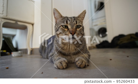 Gray Scottish Straight cat sleeping on the window. Portrait of a beautiful cat 95260433