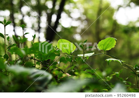 Green Green 95260498